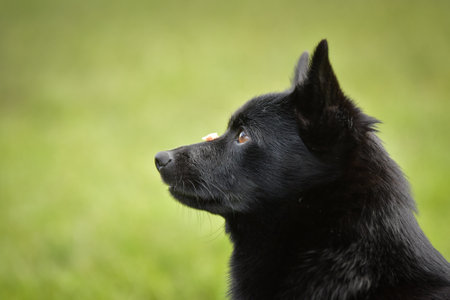 Summer portrait of dog. He is in nature.