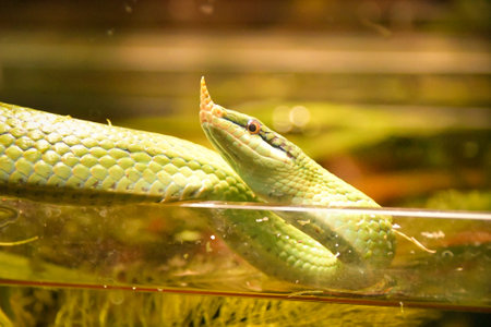 Snake is hiding in the grass. He is waiting for his loot.
