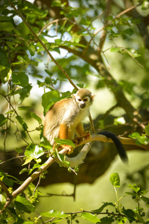 a squirrel monkey perched on a tree branch.