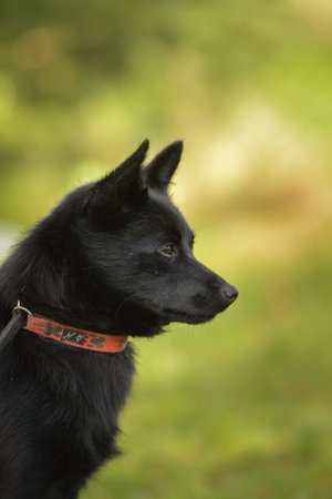 Summer portrait of dog. He is so cute in nature.