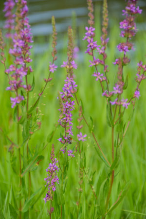 purple flowering plant on the bank of the pondの写真素材