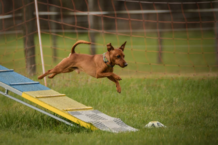 Dog is running in agility park. She teaches new thing for competition.の写真素材