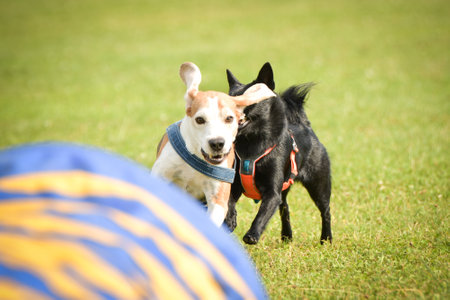 Dogs are playing outside in the grass. He is so crazy dog on trip.の写真素材