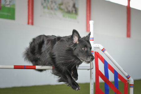 Dog is jumping over the hurdles during an agility competition.