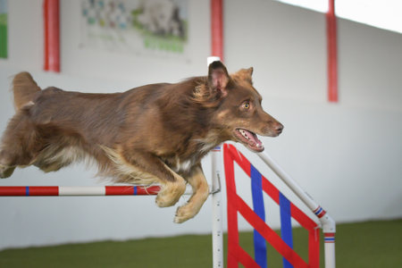 Dog is jumping over the hurdles during an agility competition.の写真素材