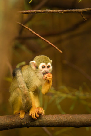 a squirrel monkey perched on a tree branch.