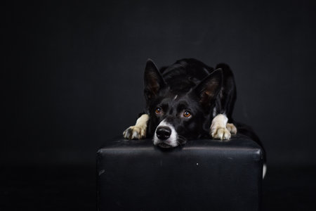 photo of dog in photo studio on black color. Black background in photo studio with dog.の写真素材