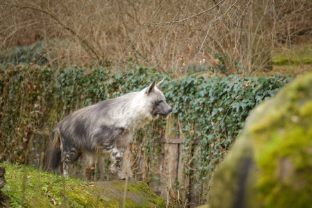 Hyaena brunnea is standing in zoo habitat. She is an animal with long hair.