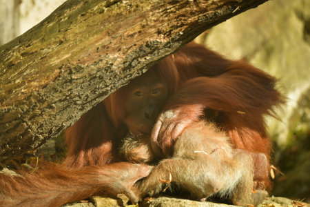 The baby orangutan is playing with its mother in the zoo. Baby animals in the zoo playing.の写真素材