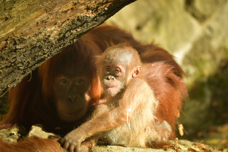 The baby orangutan is playing with its mother in the zoo. Baby animals in the zoo playing.