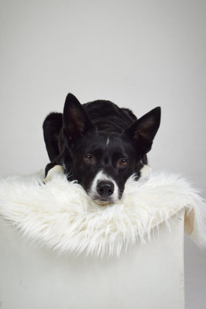 photo of dog in photo studio on white color. white background in photo studio with dog.の写真素材