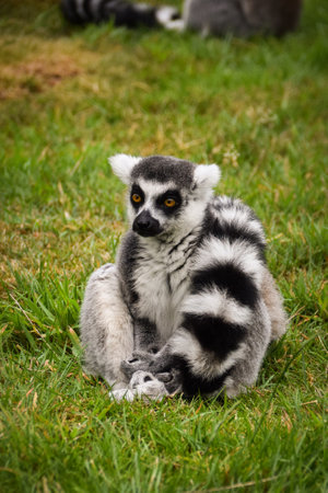 Lemur Kata is sitting in the grass. they are is their habitat in the zoo.