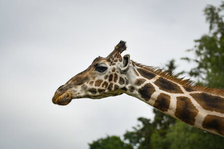 The giraffe walking around its enclosure on safari. Free-roaming animals in the safari park.の写真素材