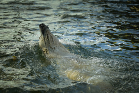 Polar bear at the zoo. An animal in captivity.の写真素材
