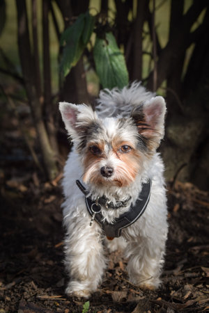 Autumn portrait of dog. He is so cute in nature. He has such a lovely face