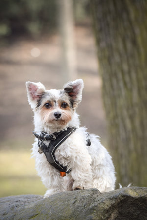 Autumn portrait of dog. He is so cute in nature.の写真素材