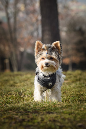 Autumn portrait of dog. He is so cute in nature.の写真素材