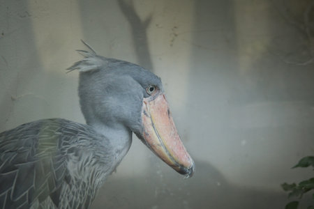 Shoebill is standing in its indoor enclosure. He stands like a statue all the time.の写真素材