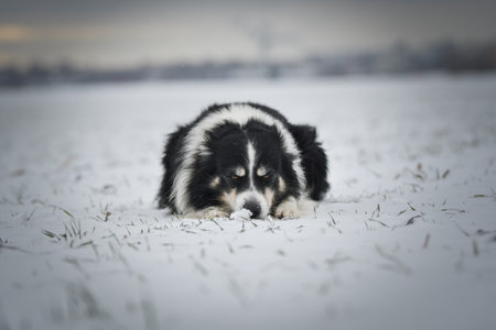 Tricolor border collie is lying on the field in the snow. He is so fluffy dog.の写真素材