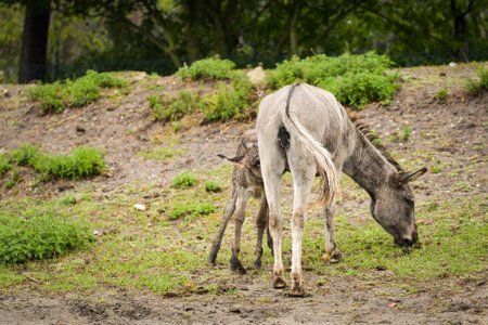 Donkey walking around its enclosure on safari. Free-roaming animals in the safari park.の写真素材
