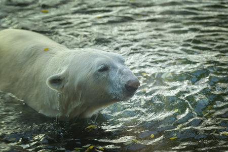 Polar bear at the zoo. An animal in captivity.の写真素材