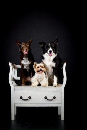 photo of dogs in photo studio on black color. black background in photo studio with dog.の写真素材