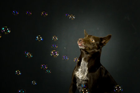 photo of dog in photo studio on black color. Black background in photo studio with dog.の写真素材