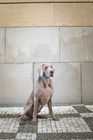 Autumn portrait of dog. He is so cute in nature.の写真素材