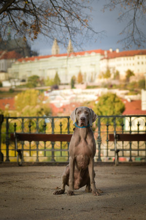 Autumn portrait of dog. He is so cute in nature.の写真素材