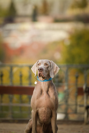 Autumn portrait of dog. He is so cute. He has such a lovely face
