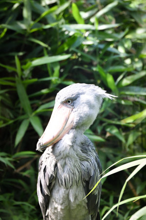 Shoebill is standing in its indoor enclosure. He stands like a statue all the time.の写真素材
