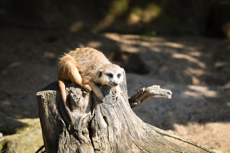 Close up portrait of wild Meerkat Suricata. I watch out for you.の写真素材