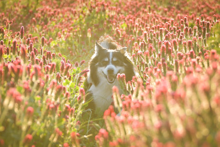 Border collie is running in crimson clover. He has so funny face he is smilingの写真素材