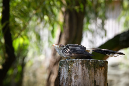 Birds are standing on the branch. Summer day.の写真素材