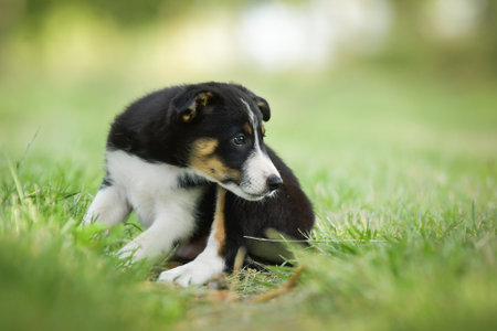 Spring portrait of dog in nature. He is so cute in nature. He has such a lovely faceの写真素材