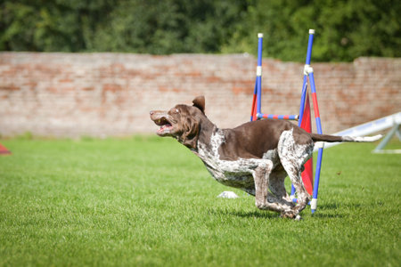 Dog is jumping over the hurdles. Amazing day on Czech agility competition.