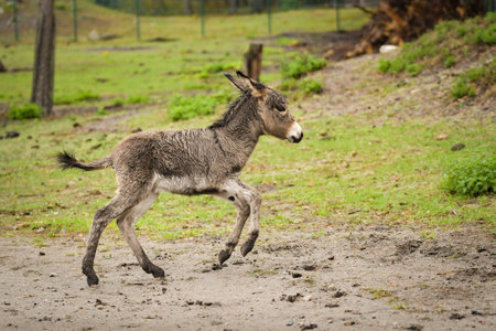 Donkey walking around its enclosure on safari. Free-roaming animals in the safari park.の写真素材