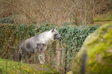 Hyaena brunnea is standing in zoo habitat. She is a beautiful animal with long hair.