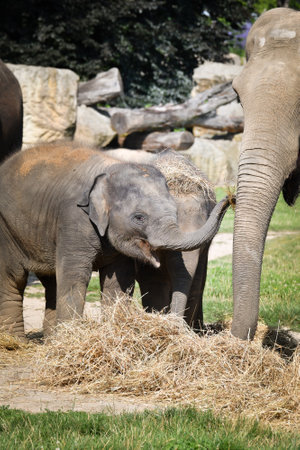 Portrait of Indian elephant in zoo. He is so big, he is walking in his habitat.の写真素材