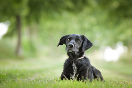 Spring portrait of dog in nature. He is so cute in nature.
