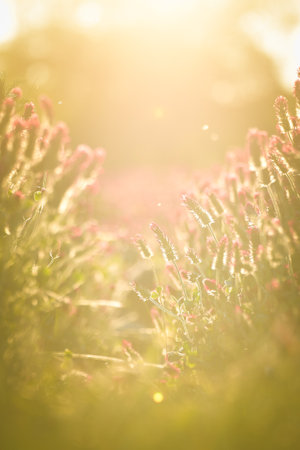 Field of crimson clever in nature. Summer nature in the Czech Republic.の写真素材