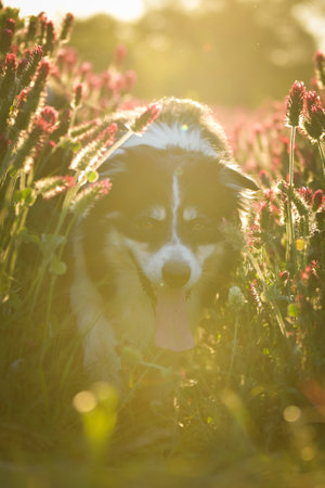 Border collie is running in crimson clover. He has so funny face he is smilingの写真素材
