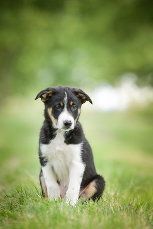 Spring portrait of dog in nature. He is so cute in nature. He has such a lovely faceの写真素材