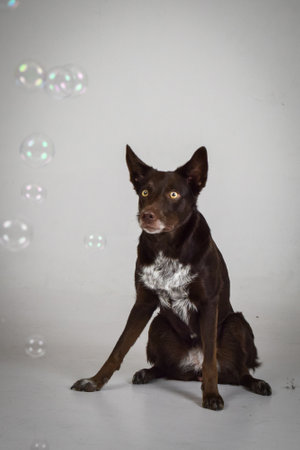 photo of dog in photo studio on white color. white background in photo studio with dog.の写真素材