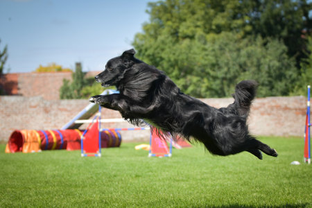 Dog is jumping over the hurdles. Amazing day on Czech agility competition.