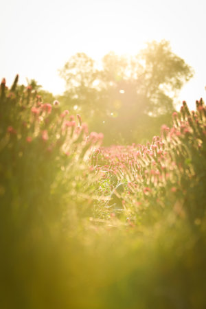 Field of crimson clever in nature. Summer nature in the Czech Republic.の写真素材