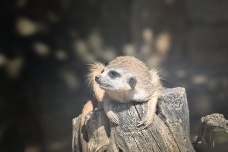 Close up portrait of wild Meerkat Suricata.の写真素材
