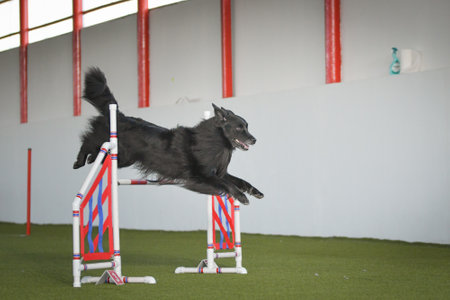 Dog is jumping over the hurdles. Amazing day on Czech agility competition.の写真素材
