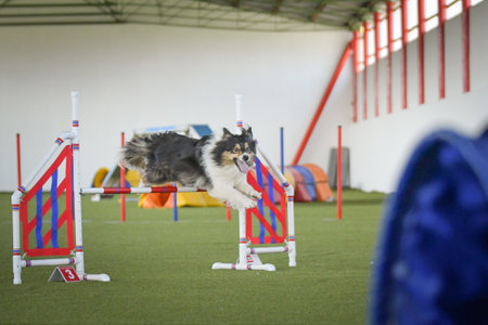 Dog is jumping over the hurdles. Amazing day on Czech agility competition.の写真素材