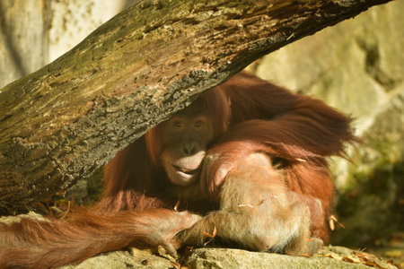 The baby orangutan is playing with its mother in the zoo.の写真素材